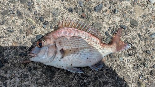 タイの釣果