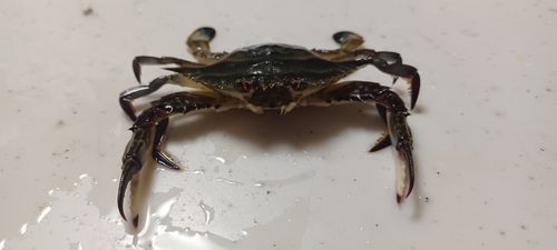 ワタリガニの釣果