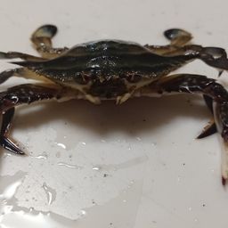 ワタリガニ