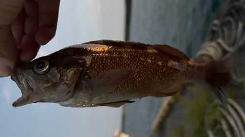 エゾメバルの釣果