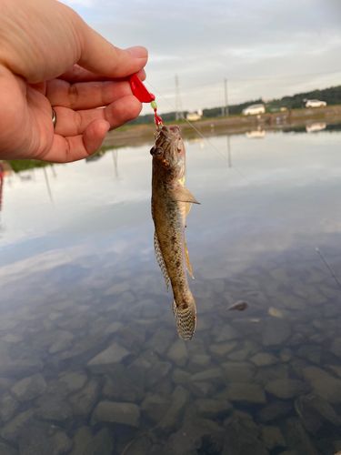 涸沼川