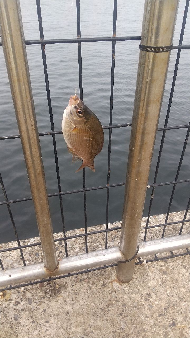 ウミタナゴ