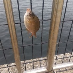 ウミタナゴ