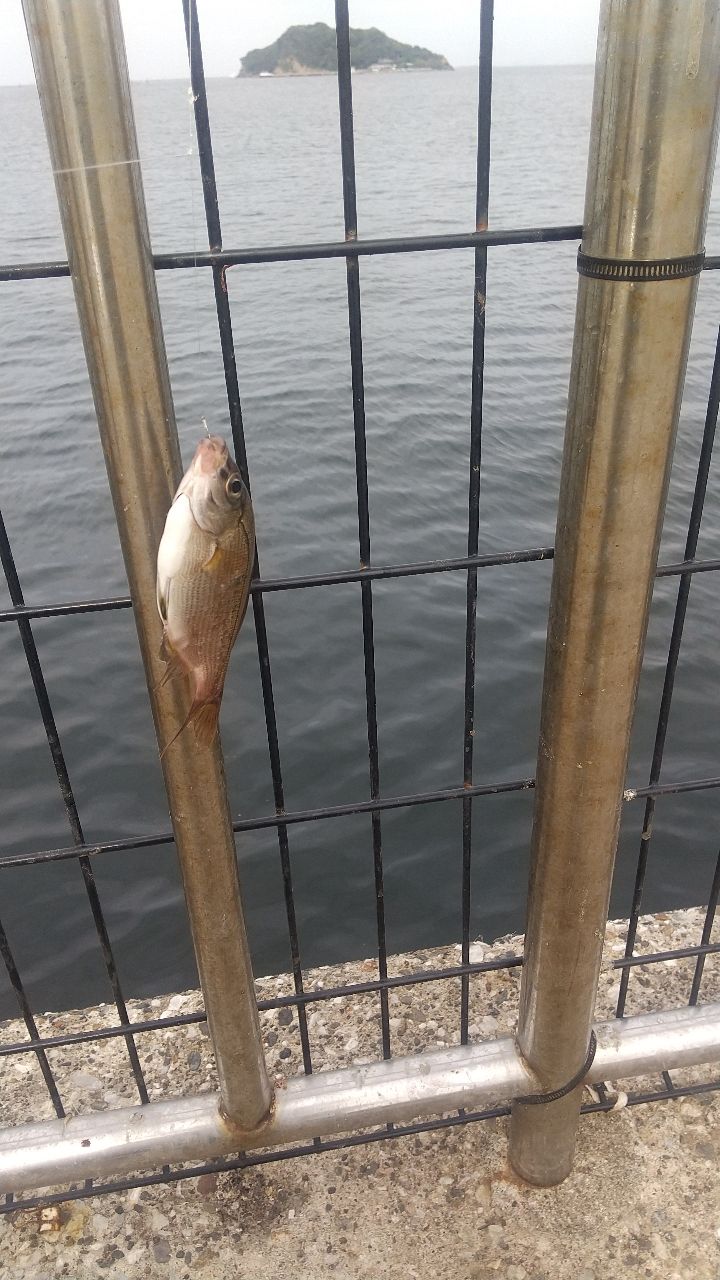 ウミタナゴ