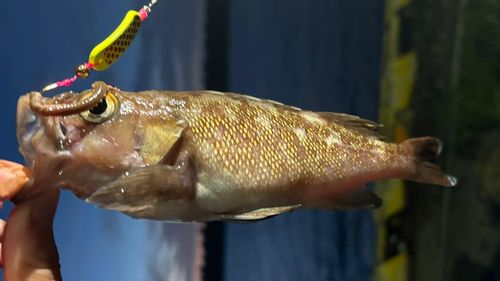 エゾメバルの釣果