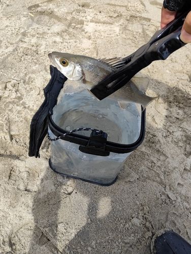 セイゴ（タイリクスズキ）の釣果