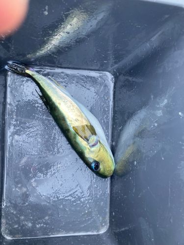 クサフグの釣果