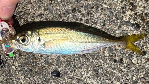 マアジの釣果