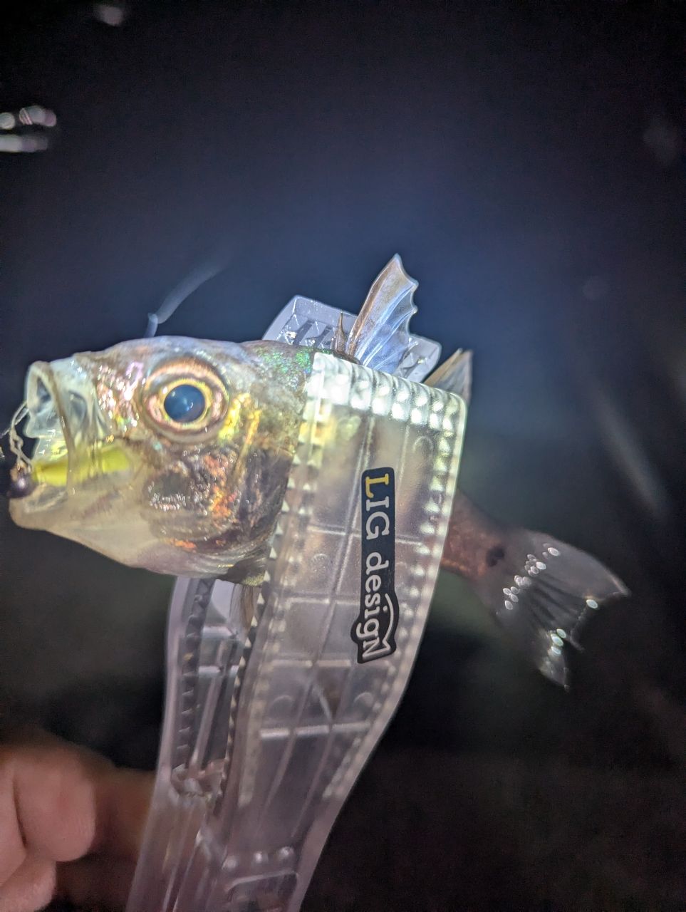 イシモチ
