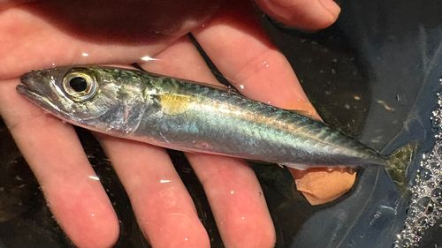 サバの釣果