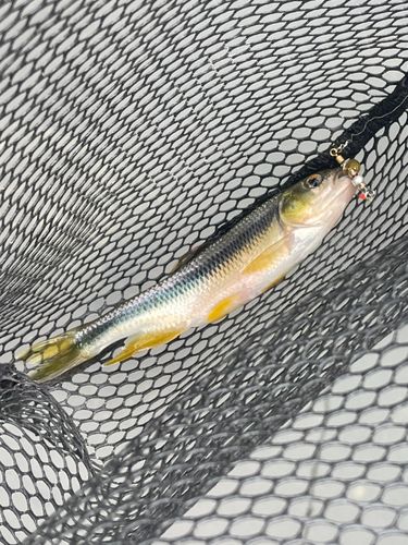 カワムツの釣果