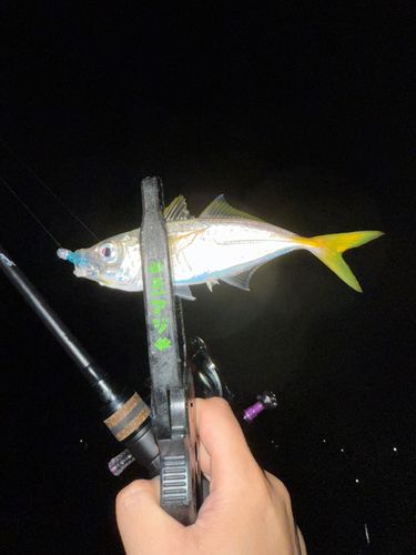 マアジの釣果
