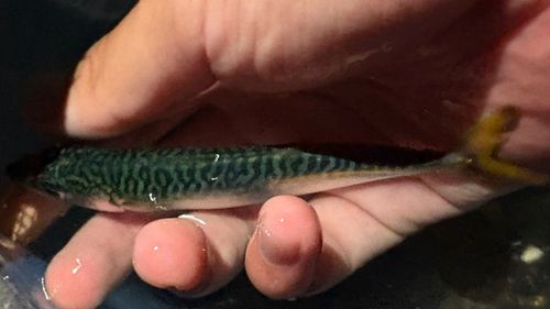 サバの釣果