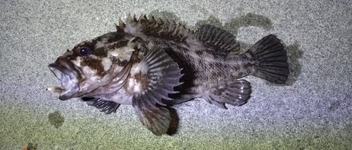 ソイの釣果