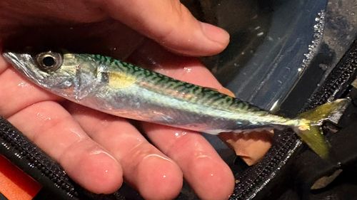 サバの釣果