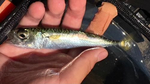 サバの釣果