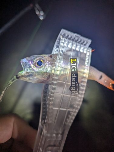 ネンブツダイの釣果