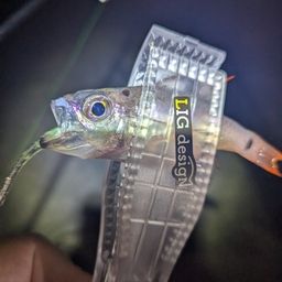 ネンブツダイ