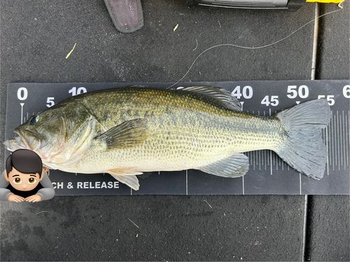 ブラックバスの釣果