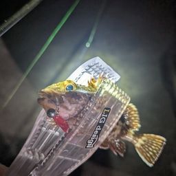 アラカブ