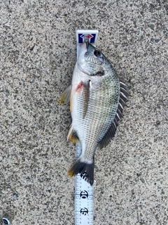 キチヌの釣果