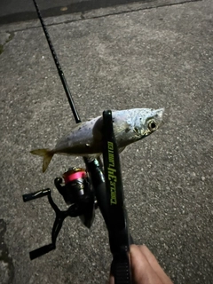 マアジの釣果