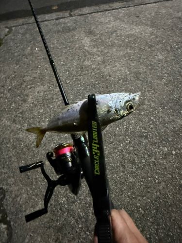 マアジの釣果