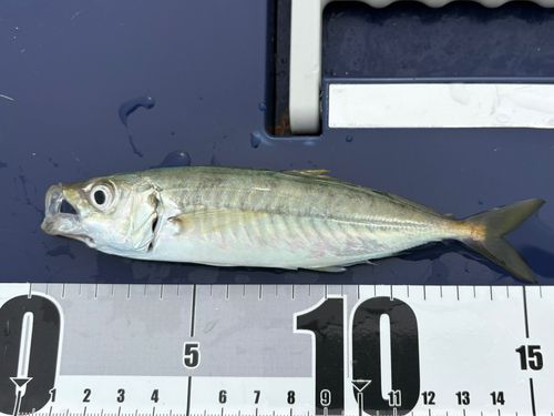 表浜名湖