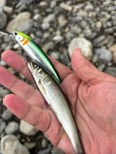 アユの釣果