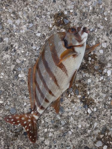 タカノハダイの釣果