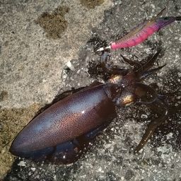 アオリイカ