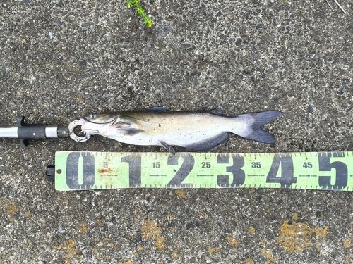 アメリカナマズの釣果