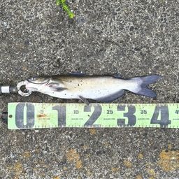 アメリカナマズ