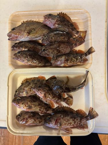 カサゴの釣果