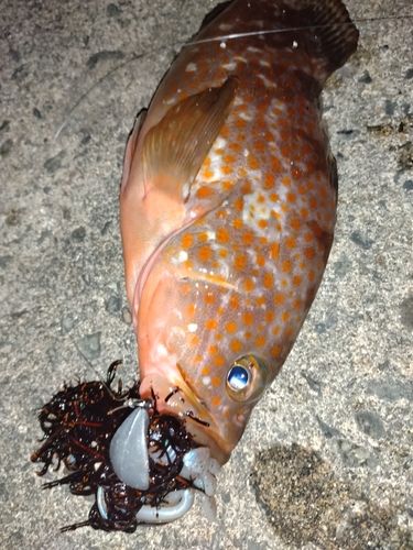 キジハタの釣果