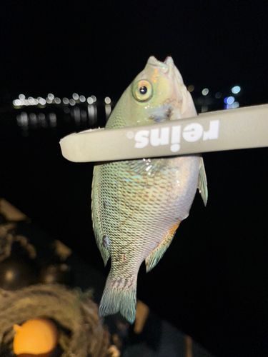 メジナの釣果