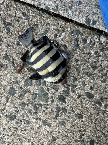 イシダイの釣果