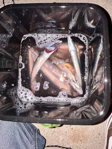サバの釣果