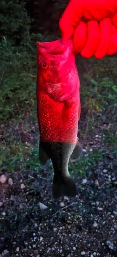 ブラックバスの釣果
