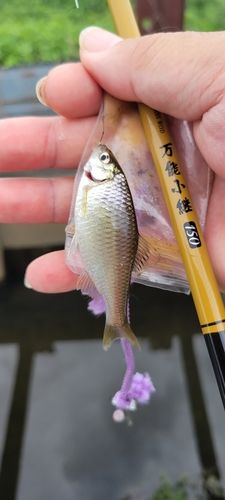 ヤリタナゴの釣果