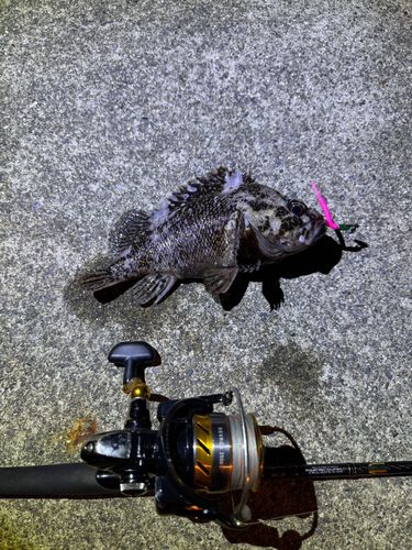 クロソイの釣果