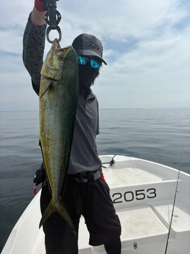 シイラの釣果