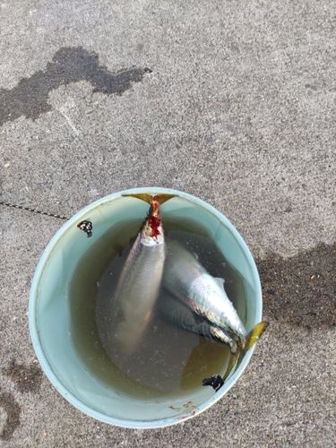 サバの釣果