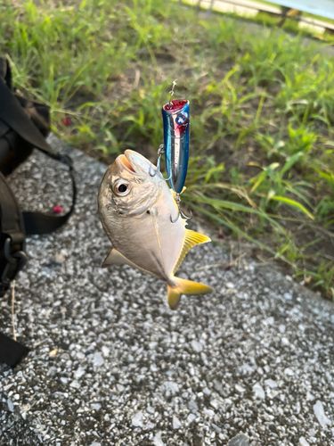 メッキの釣果