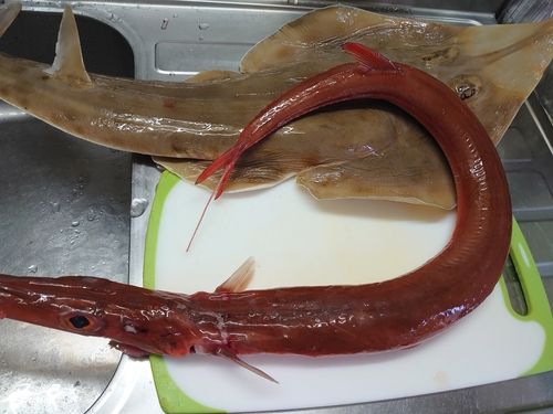 熊野灘