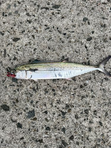 アヤメエビスの釣果