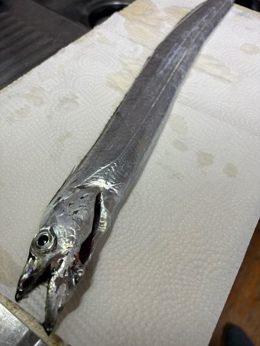 タチウオの釣果