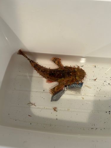 オニカサゴの釣果