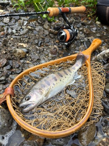 ヤマメの釣果