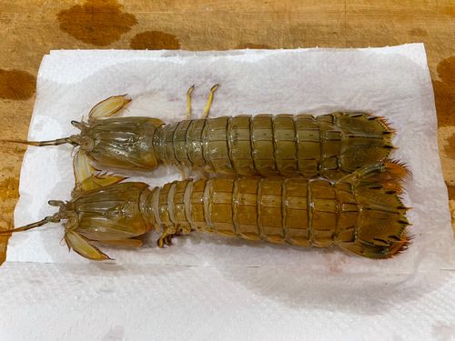 シャコの釣果